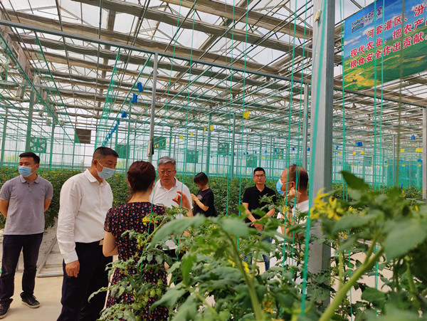 调研组在全国蔬菜质量标准中心试验示范基地实地考察西红柿种植情况.jpg